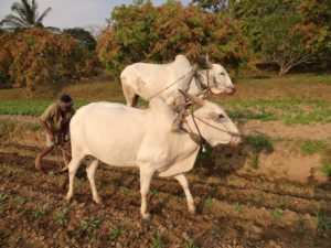 farmers suicide to increase if NREGA is diluted