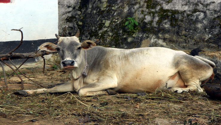 Beef ban is the Blanket on the Failures of the Modi Government