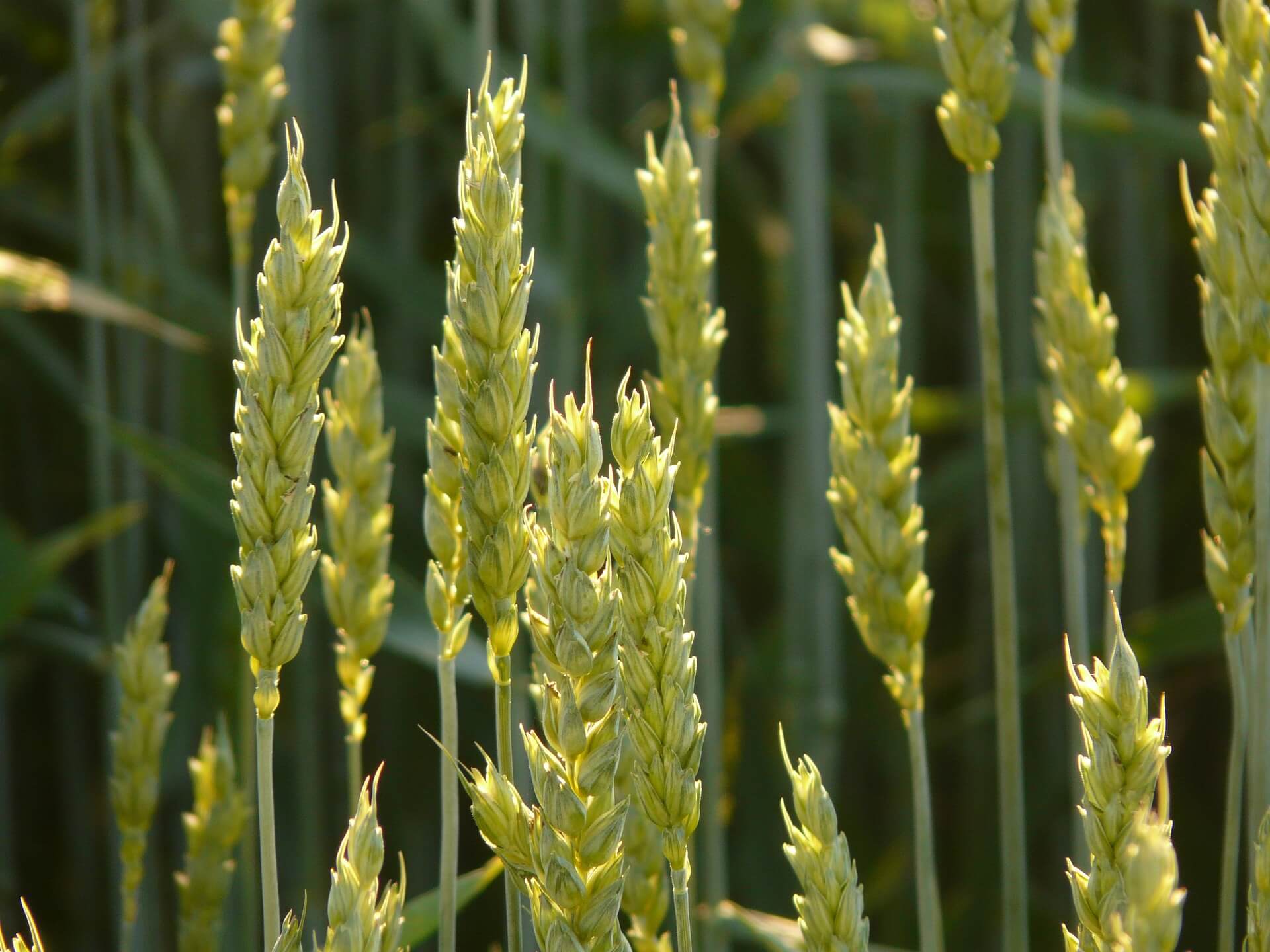 Madhya Pradesh Farmers will be forced to cut premature crops due to Modi rally