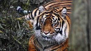 Tigress Avni killed Yavatmal