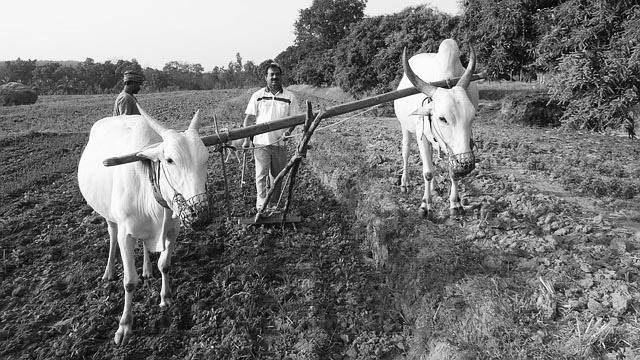 The anti-farmer farm sector reforms to ruin India's agriculture for corporates