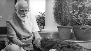 Modi feeding a peacock
