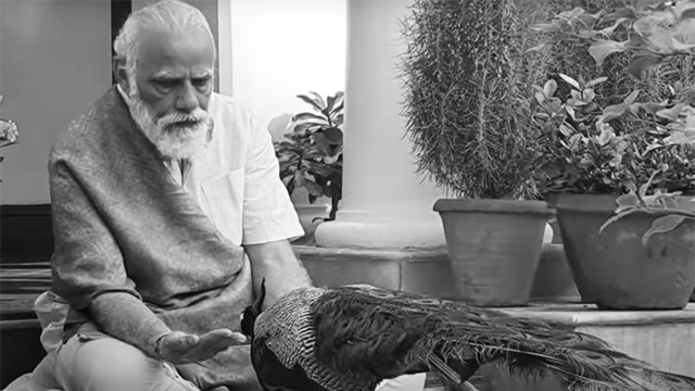 Video showing Modi feeding a peacock delivers a wrong message