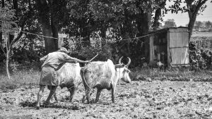 The paddy farmers of West Bengal: In a labyrinth of low MSP and accessibility