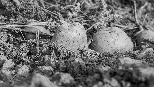 potato cultivation in North Bengal