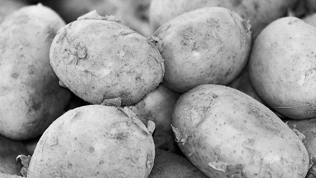 Sinking potato price: A woe for north Bengal farmers