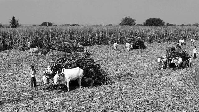 Mounting sugarcane dues issue and the BJP’s complicity
